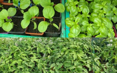 PLANTS D’ETE AU JARDIN DE L’ORTALET LE SAMEDI 25 AVRIL